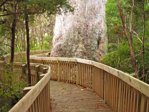 Tane Moana Walkway